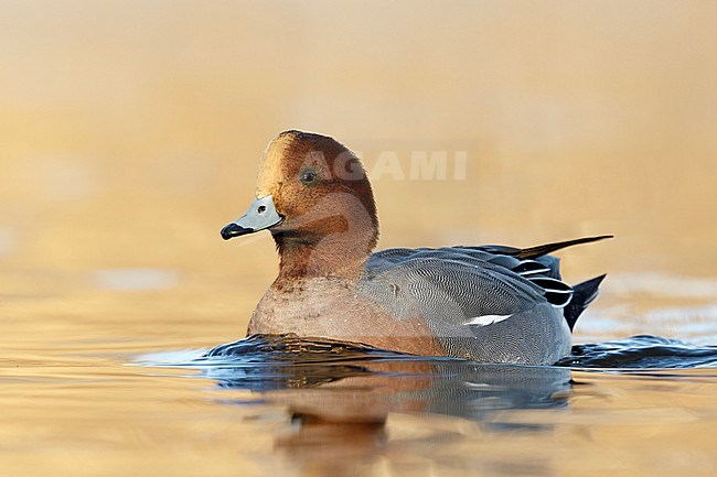 Eurasian Wigeon male swimming in golden hour from low point of view in the Reeuwijkse plassen,  Netherlands. stock-image by Agami/Walter Soestbergen,