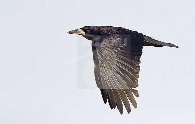 Flying Rook (Covus frigilegus) in Finland. stock-image by Agami/Markus Varesvuo,