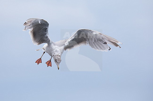 immature european herring gull (larus argentatus) in flight from side, found offshore in the German Bight in the North Sea stock-image by Agami/Mathias Putze,