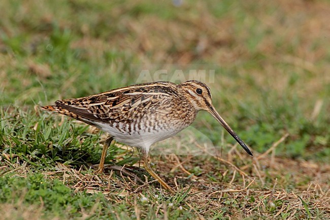Watersnip aan de grond; Common Snipe on the ground stock-image by Agami/Daniele Occhiato,