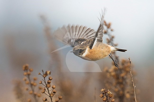 Wintering male European Stonechat (Saxicola rubicola) in flight. stock-image by Agami/Daniele Occhiato,