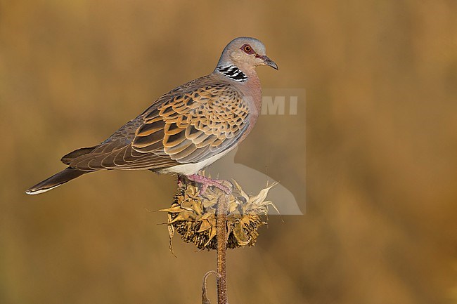 Adult Eurasian Turtle Dove, Streptopelia turtur, in Italy. stock-image by Agami/Daniele Occhiato,