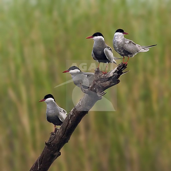 Witwangstern, Whiskered Tern, Chlidonias hybrida stock-image by Agami/Bas Haasnoot,