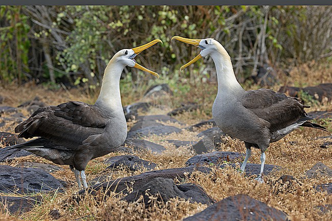 Adult Waved Albatrosses (Phoebastria irrorata) on the Galapagos Islands, part of the Republic of Ecuador. Displaying birds. stock-image by Agami/Pete Morris,