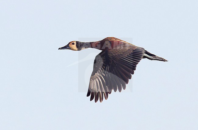 White-faced Whistling Duck (Dendrocygna viduata) in flight. stock-image by Agami/Tomi Muukkonen,