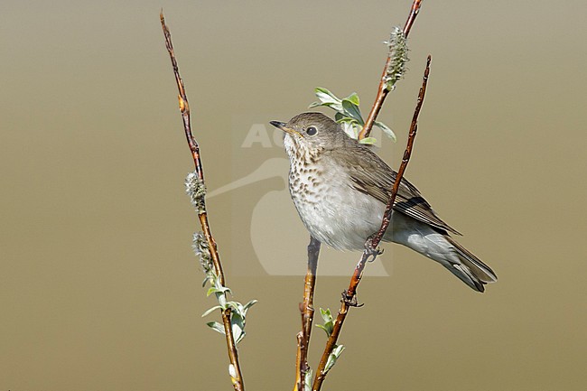 Adult Grey-cheeked Thrush (Catharus minimus) in a small bush on Seward Peninsula, Alaska USA. During short arctic summer. stock-image by Agami/Brian E Small,