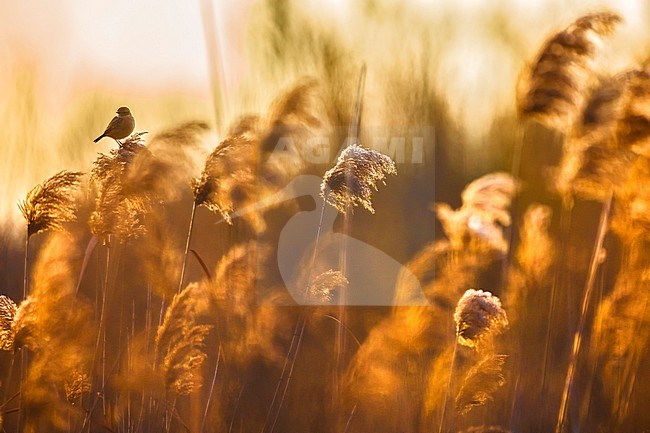 European Stonechat (Saxicola rubicola) in Italy. stock-image by Agami/Daniele Occhiato,