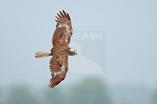 Western Marsh Harrier (Circus aeruginosus), second calendar year male flying, seen from the side, showing upper wings. stock-image by Agami/Fred Visscher,