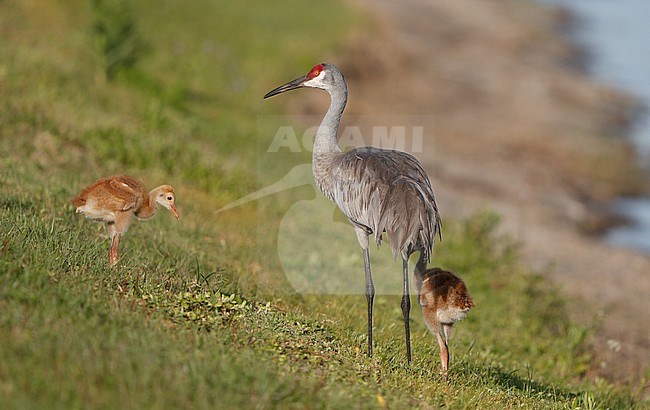 Florida Sandhill Crane, Grus canadensis pratensis, adult with chicks in Florida USA stock-image by Agami/Helge Sorensen,