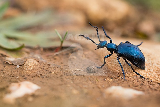 Meloe violaceus - Violet oil beetle - Violetter Ölkäfer, France (Alsace), imago stock-image by Agami/Ralph Martin,