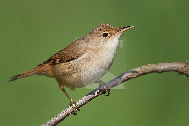 Kleine Karekiet, Eurasian Reed Warber stock-image by Agami/Ralph Martin,