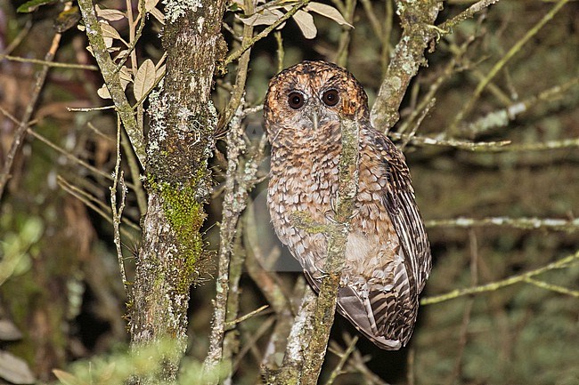 Rufous-banded Owl (Strix albitarsis) in Ecuador. stock-image by Agami/Pete Morris,