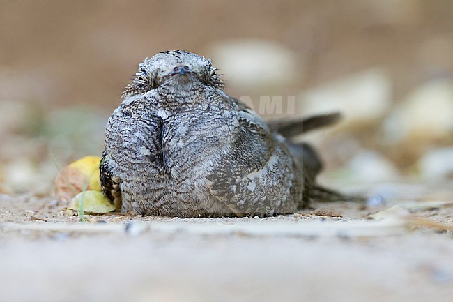 European Nightjar - Ziegenmelker - Caprimulgus europaeus, Oman, adult stock-image by Agami/Ralph Martin,