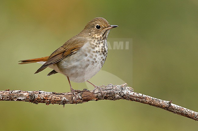 Adult
Los Angeles Co., CA
October 2007 stock-image by Agami/Brian E Small,
