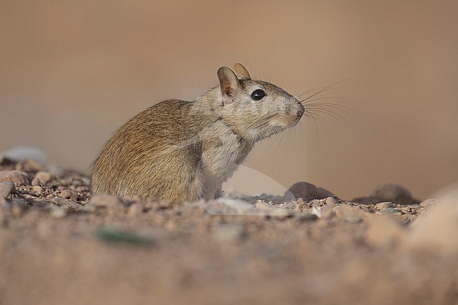 Moroccan Jird (Meriones grandis) in Bouleman Dades, Morocco. stock-image by Agami/Vincent Legrand,