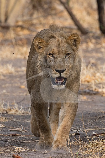 A male lion, Panthera leo, walking and looking at the camera. Savuti, Chobe National Park, Botswana stock-image by Agami/Sergio Pitamitz,