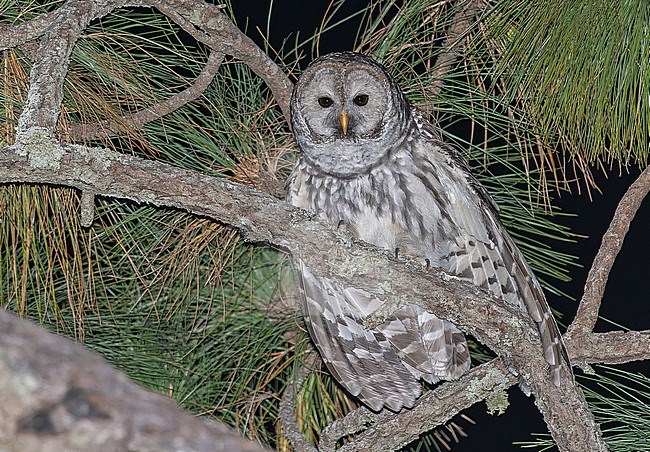 Cinereous owl (Strix sartorii) in western Mexico.. Also known as Mexican barred owl. stock-image by Agami/Pete Morris,