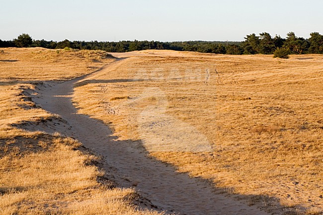 Kootwijkerzand, Kootwijk, Veluwe, Netherlands stock-image by Agami/Marc Guyt,