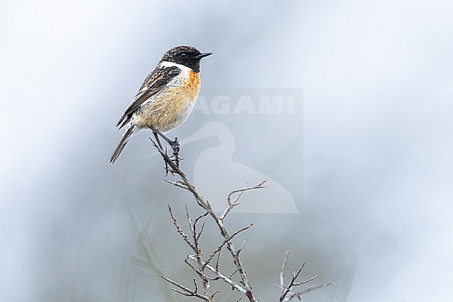Roodborsttapuit, European Stonechat, Saxicola rubicola stock-image by Agami/Menno van Duijn,