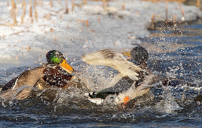 Two males Mallard (Anas platyrhynchos) fighting in an urban lake in  Katwijk, Netherlands. stock-image by Agami/Marc Guyt,