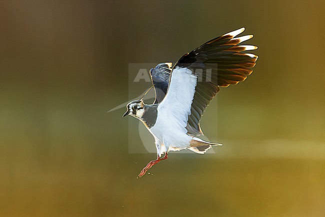Northern Lapwing, Vanellus vanellus, in Italy. stock-image by Agami/Daniele Occhiato,