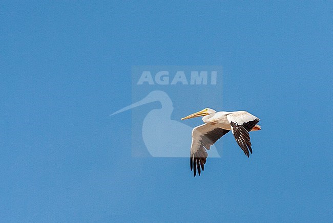 Adult American White Pelican (Pelecanus erythrorhynchos) in flight against a blue sky as background in western United States. stock-image by Agami/Marc Guyt,