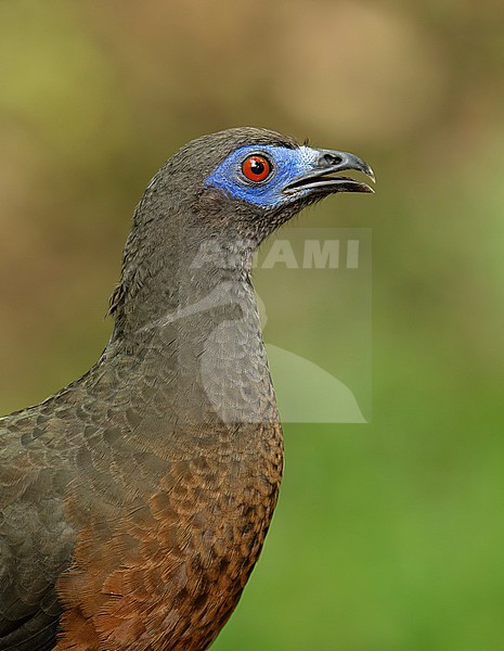 Portrait of a Sickle-winged Guan (Chamaepetes goudotii goudotii) (subspecies) in Cali, Colombia, South-America. stock-image by Agami/Steve Sánchez,