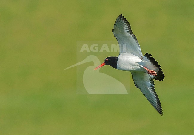 Eurasian Oystercatcher (Haematopus ostralegus) in flight stock-image by Agami/Roy de Haas,