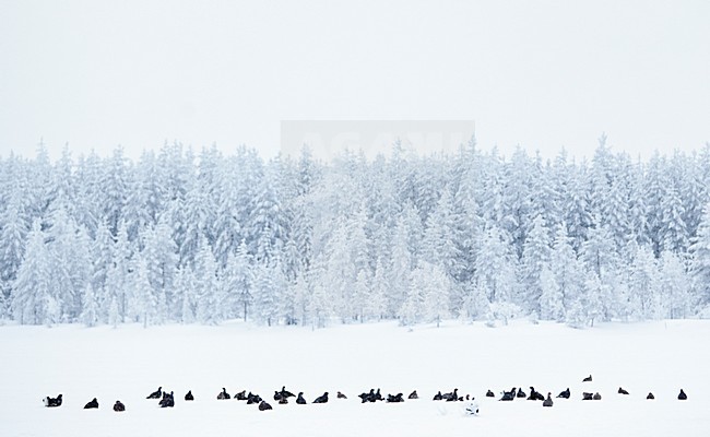 Korhoenders in het veld, Black Grouse in the field stock-image by Agami/Markus Varesvuo,