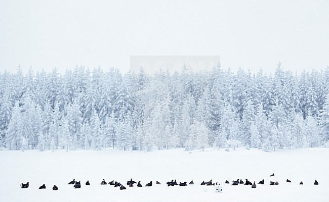 Korhoenders in het veld, Black Grouse in the field stock-image by Agami/Markus Varesvuo,