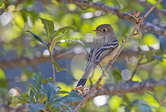 Pine Flycatcher, Empidonax affinis, in Western Mexico. stock-image by Agami/Pete Morris,