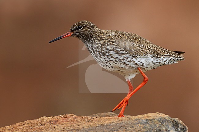 Tureluur in zomerkleed, Common Redshank in summerplumage stock-image by Agami/Daniele Occhiato,