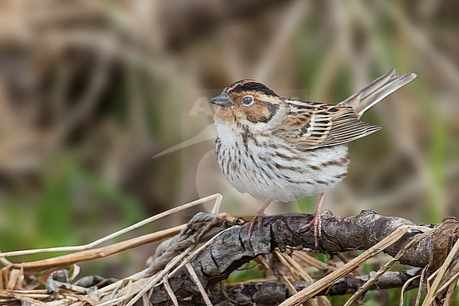 Little Buntint - Zwergammer - Emberiza pusilla, Russia stock-image by Agami/Ralph Martin,