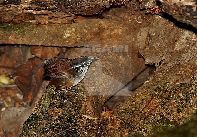White-breasted Wood-wren, Henicorhina leucosticta stock-image by Agami/Greg & Yvonne Dean,