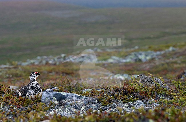 Alpensneeuwhoen mannetje in broedgebied; Rock Ptarmigan male in breeding area stock-image by Agami/Markus Varesvuo,