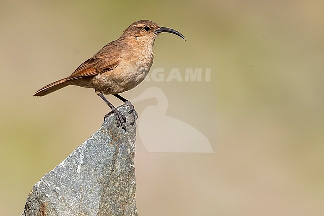 Buff-breasted Earthcreeper (Upucerthia validirostris) Perched on a rock  in Argentina stock-image by Agami/Dubi Shapiro,