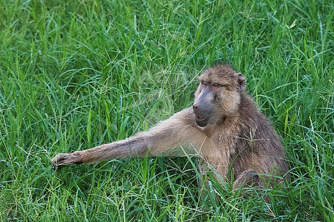 A yellow baboon, Papio cynocephalus, in the green grass. Voi, Tsavo, Kenya stock-image by Agami/Sergio Pitamitz,