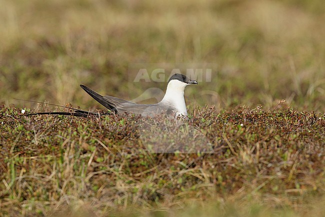 Adult Long-tailed Skua (Stercorarius longicaudus) on its nest on Seward Peninsula, Alaska, United States during spring. stock-image by Agami/Brian E Small,