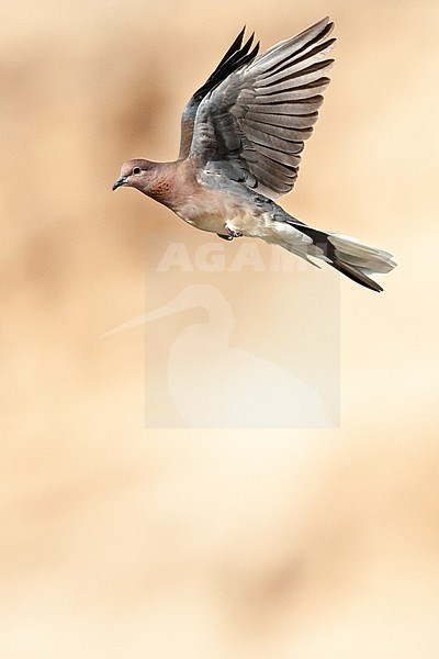 Laughing Dove (Streptopelia senegalensis) in Israel. stock-image by Agami/Marc Guyt,