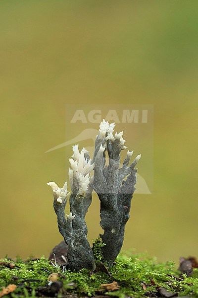 Witte koraalzwam met Koraalzwamparasietkogeltje; White coral fungus with Helminthosphaeria clavarium parasite stock-image by Agami/Walter Soestbergen,