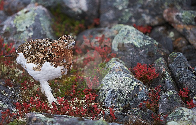 Moerassneeuwhoen in de sneeuw, Willow Ptarmigan in snow stock-image by Agami/Markus Varesvuo,