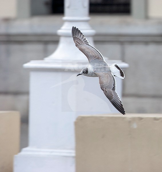 Vagrant first-winter Franklin's Gull (Leucophaeus pipixcan) in Spain. In flight, seen from above, in front of a building. stock-image by Agami/Rafael Armada,