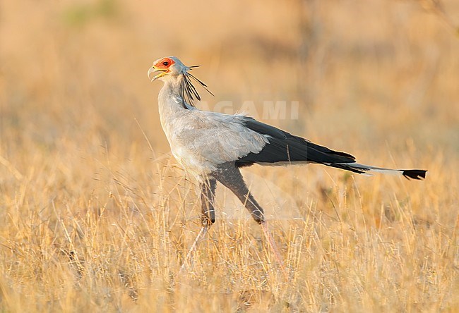 Secreatarybird (Sagittarius serpentarius), side view of an adult walking in the savannah, Mpumalanga, South Africa stock-image by Agami/Saverio Gatto,