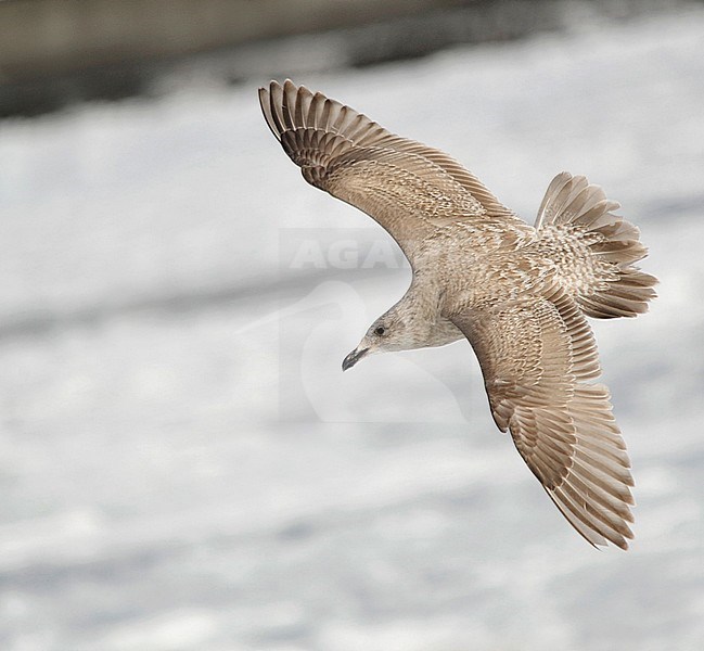 First-winter Glaucous-winged Gull (Larus glaucescens) wintering in harbour of Hokkaido, Japan. In flight, showing upper wing stock-image by Agami/Dani Lopez-Velasco,