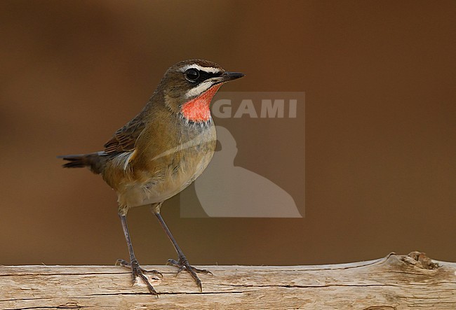 The Siberian Rubythroat (Calliope calliope) is a beautiful Asian species. It breeds from the Oeral across Russia and winters in southeast Asia. stock-image by Agami/Eduard Sangster,