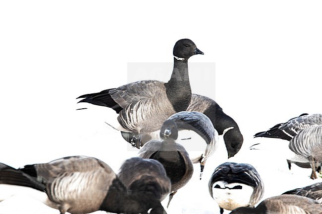 Dark-bellied Brent Goose, Rotgans, Branta bernicla stock-image by Agami/Wil Leurs,