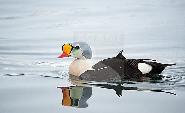 Male King Eider (Somateria spectabilis) wintering in harbour of north Norway. Swimming, seen from the side. stock-image by Agami/Dani Lopez-Velasco,