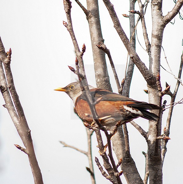 Adult Chestnut Thrush (Turdus rubrocanus) wintering in foothills of the Himalayas. Perched in a tree. stock-image by Agami/Marc Guyt,