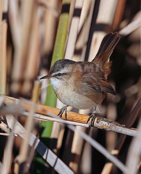 Moustached Warbler (Acrocephalus melanopogon) adult taken the 16/01/2024 at Laguna del Taray - Tolede  - Spain stock-image by Agami/Aurélien Audevard,