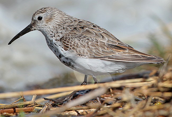 Dunlin (Calidris alpina), second calender year standing, seen from the side, foraging along the Wadden Sea coast, showing worn tertials and primaries. stock-image by Agami/Fred Visscher,